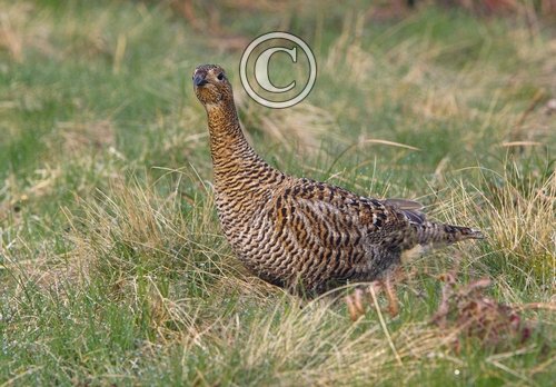 Black Grouse ( Grey Hen) DM1009